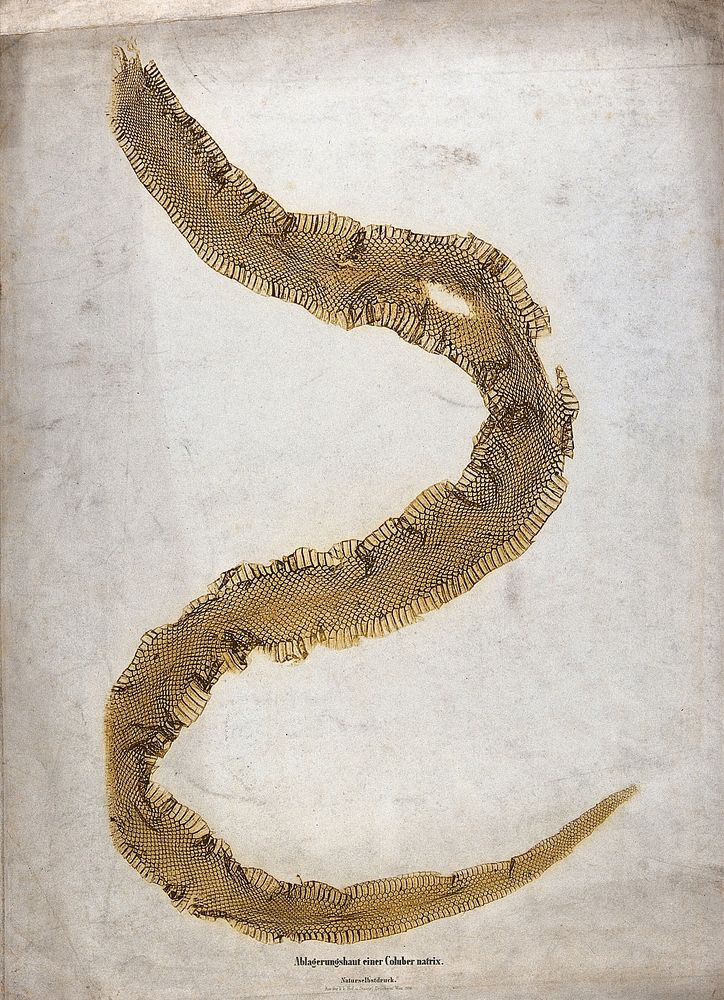 The skin of a Coluber snake. Colour nature print, 1853.