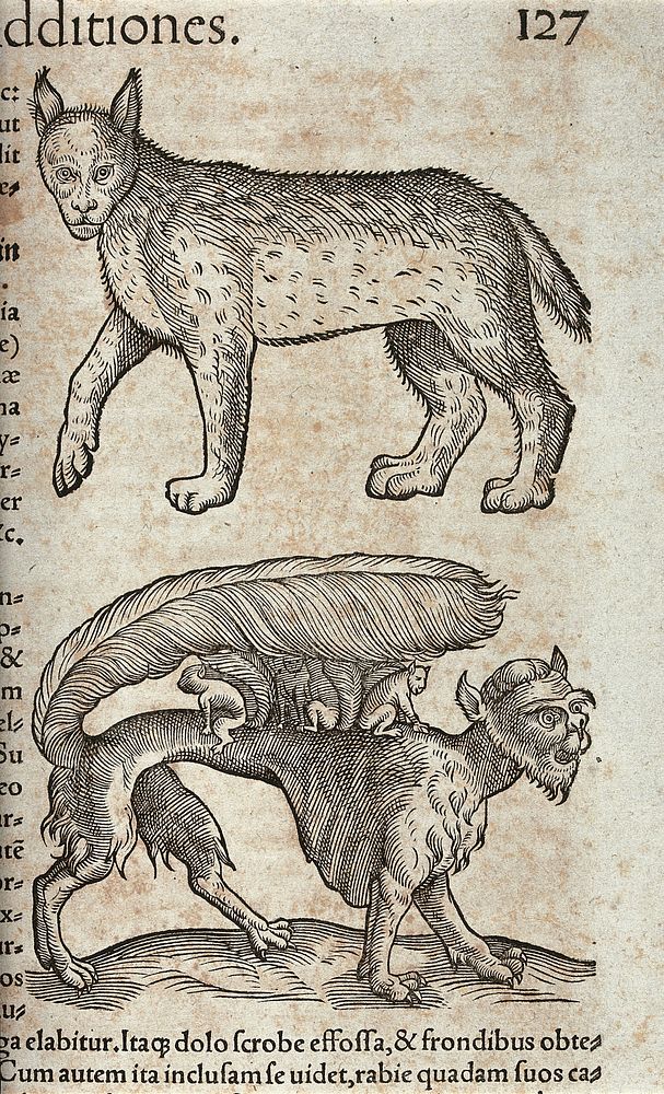 Above, a lynx; below, a beast with a feathery tail carrying its young on its back. Woodcut after C. Gessner.