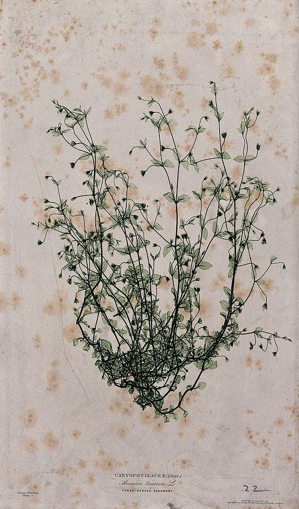 Three-nerved sandwort (Arenaria trinervis): flowering plant. Colour nature print by H. Bradbury.