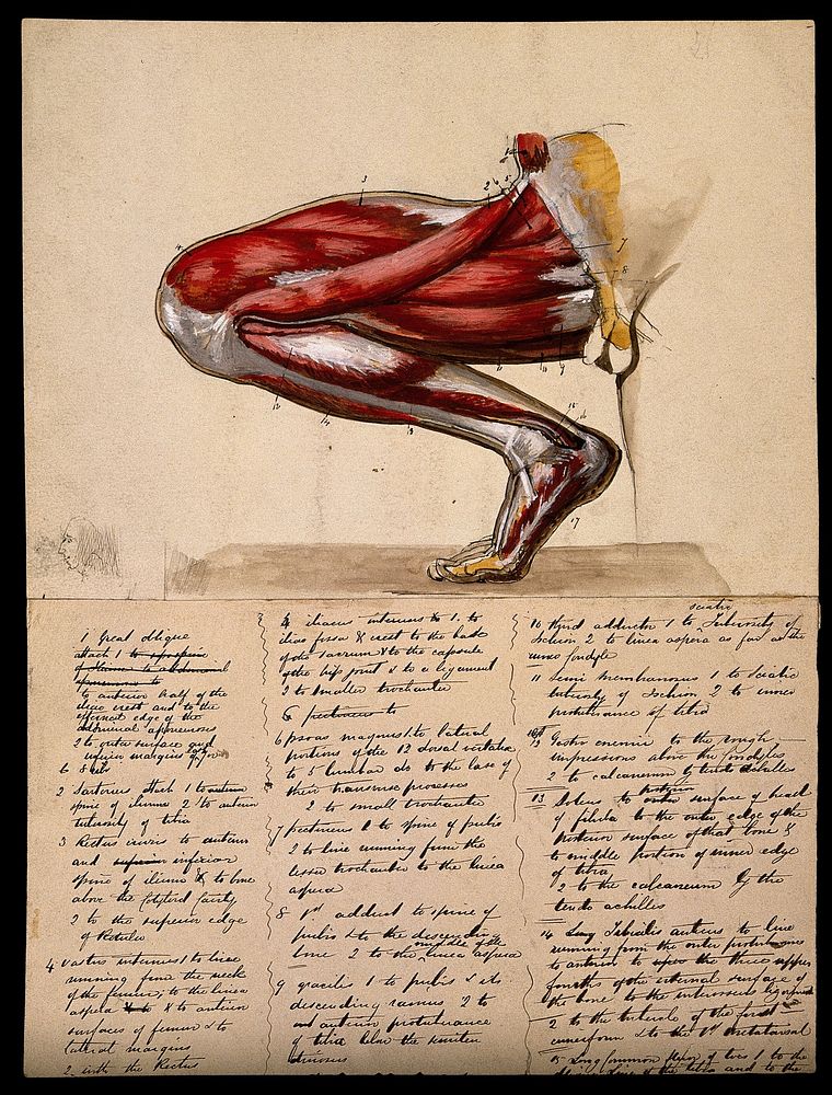 Muscles of the leg and foot: medial side view, with knee bent and foot flexed. Ink and watercolour, 18--.