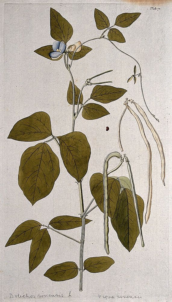 Cowpea (Vigna unguiculata (L.) Walp.): flowering and fruiting stem with separate fruit and seed. Coloured engraving after F.…