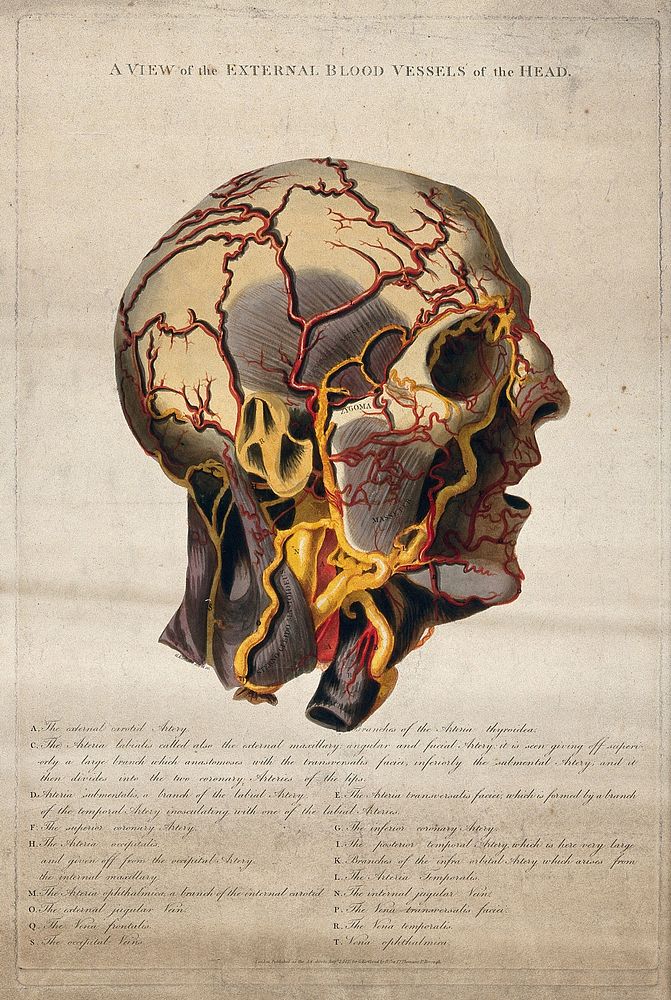 The external blood vessels of the head. Coloured engraving by G. Kirtland, 1815.