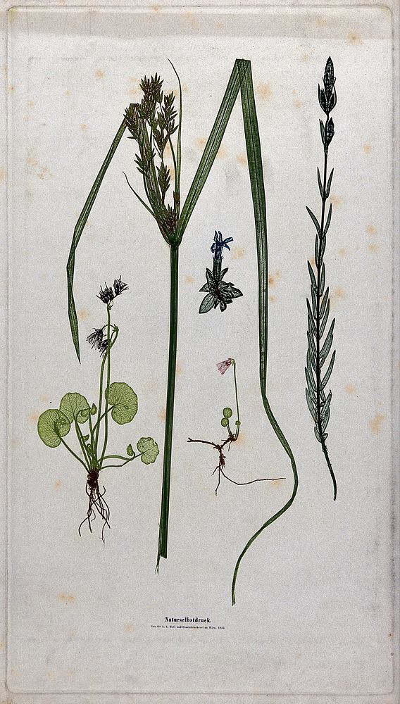 Five flowering plants, including a sedge (Carex species) and stemless gentian (Gentiana acaulis). Colour nature print by A.…