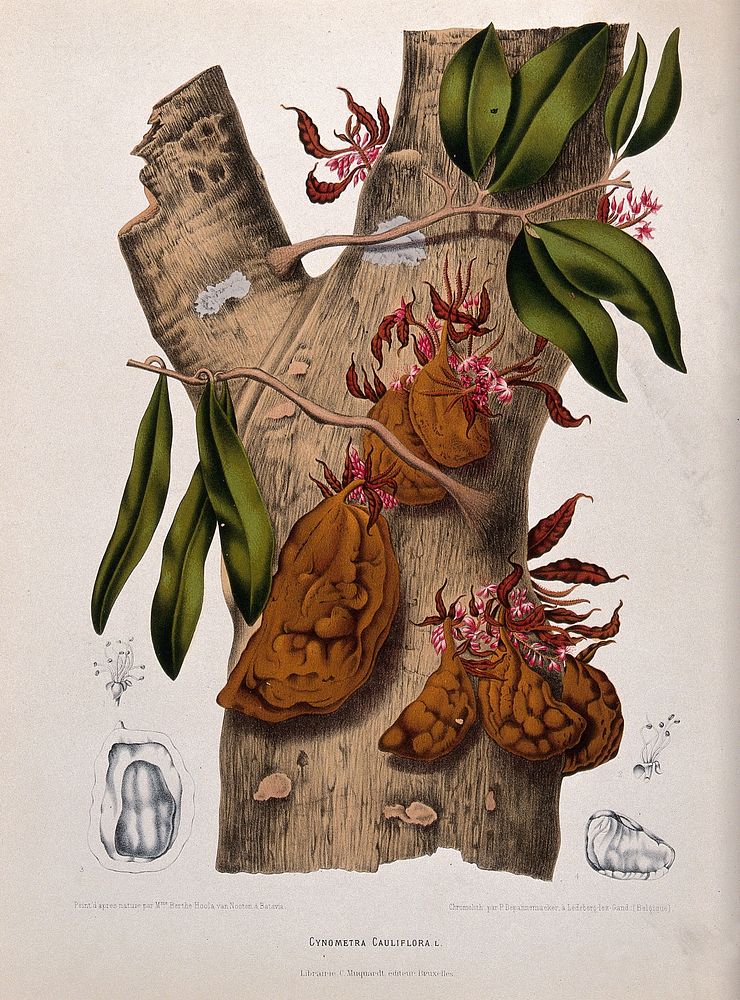 A plant (Cynometra cauliflora L.): trunk bearing flowers and fruit, and separate floral sections. Chromolithograph by P.…
