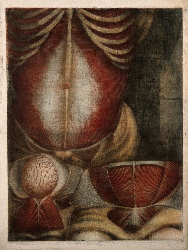 Muscles of the abdomen: three écorchés figures. Colour mezzotint by J. F. Gautier d'Agoty after himself, 1745/1746.