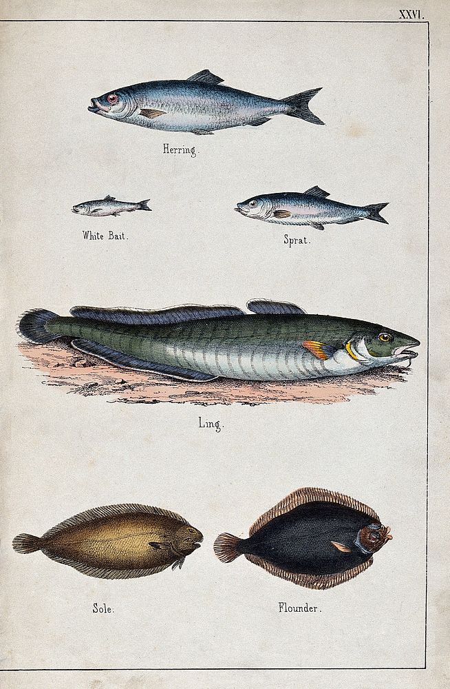 Above, a herring, a white bait and a sprat; below, a ling, a sole and a flounder. Coloured lithograph.