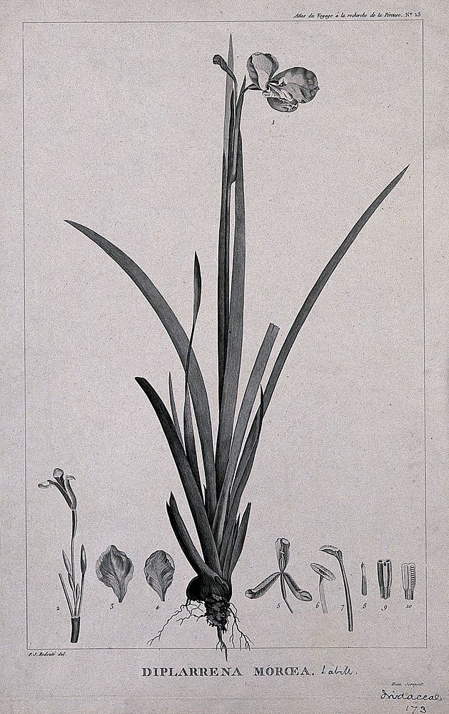 Diplarrhena moroea Labill.: flowering and fruiting stem with floral segments. Engraving by C. Dien, c.1798, after P. J.…