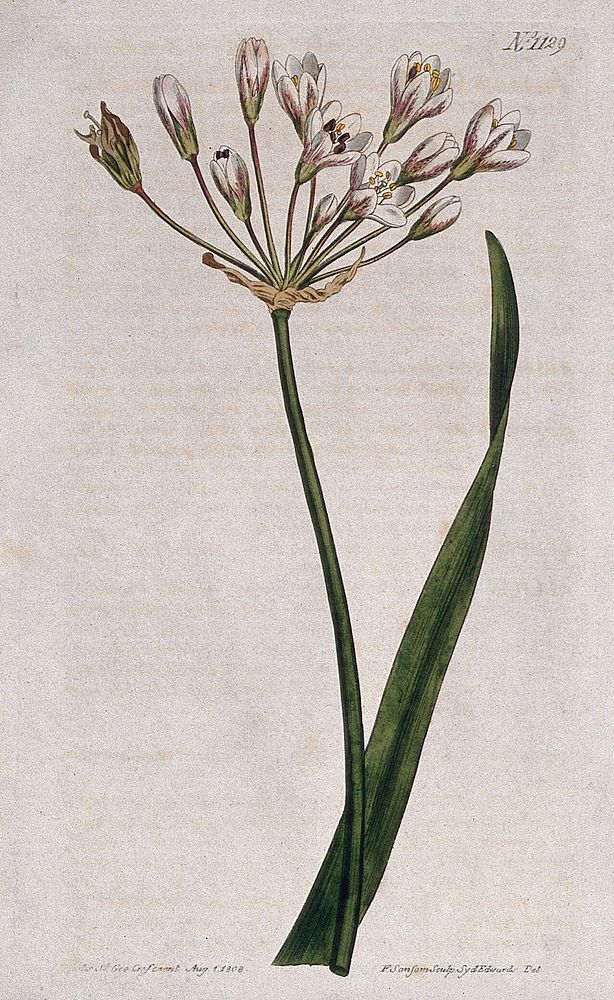A plant (Allium angulosum): flowering stem and leaf. Coloured engraving by F. Sansom, c. 1808, after S. Edwards.