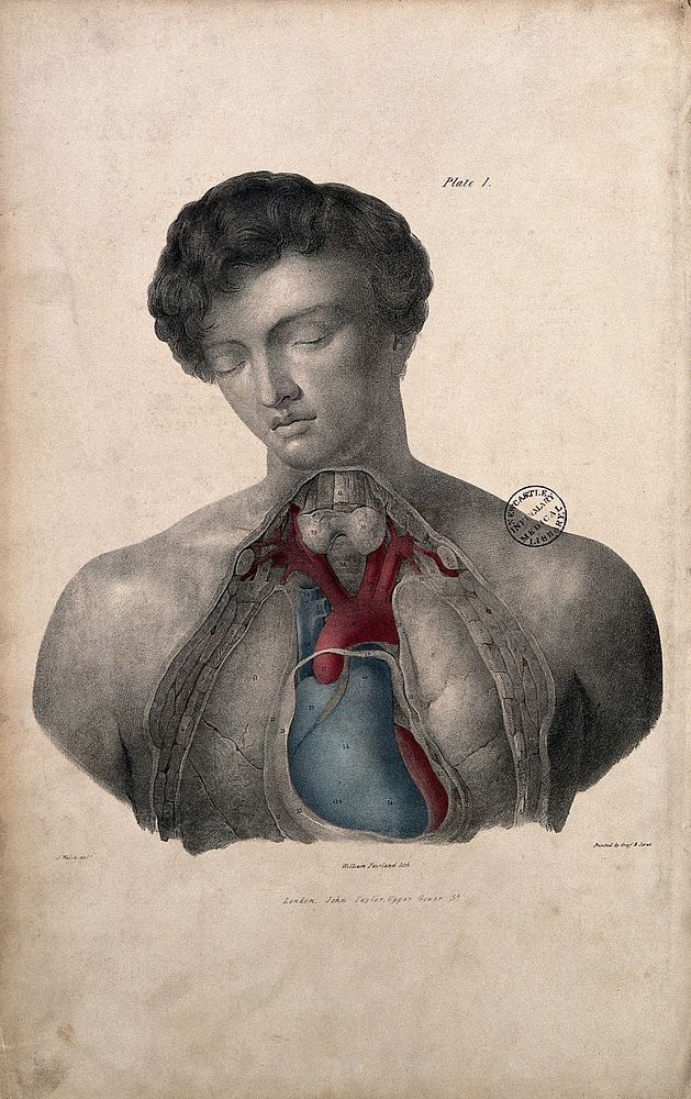 Dissection of the chest of a young man to show blood-vessels around the heart. Coloured lithograph by William Fairland…