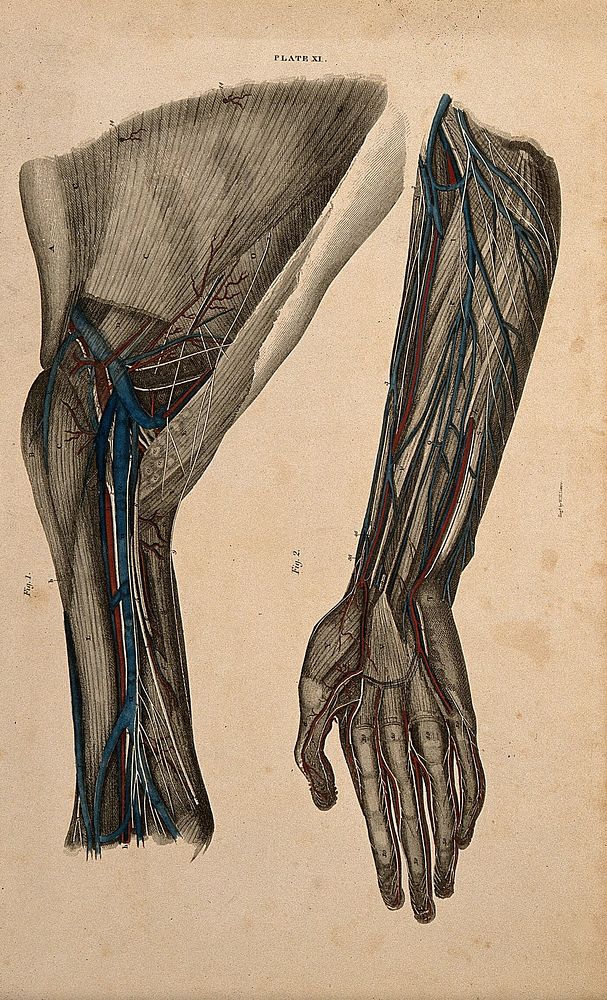 Arm and shoulder: two figures of a dissection, with blood vessels and nerves indicated in red and blue. Coloured line…
