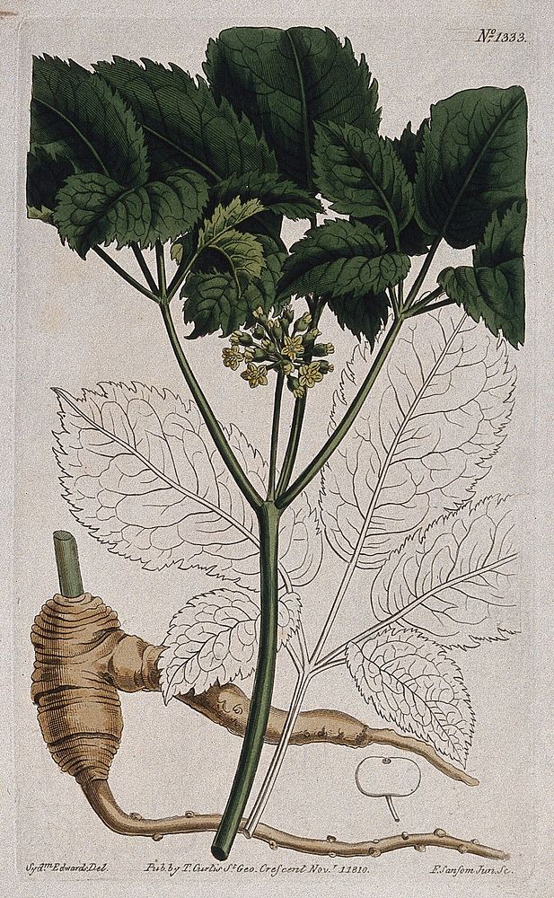 American ginseng (Panax quinquefolius): flowering stem, root and leaf. Coloured engraving by F. Sansom, c. 1810, after S.…