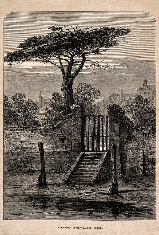 The Physick Garden, Chelsea: viewed from the river, showing water gate, mooring posts and steps. Wood engraving by W. J.…