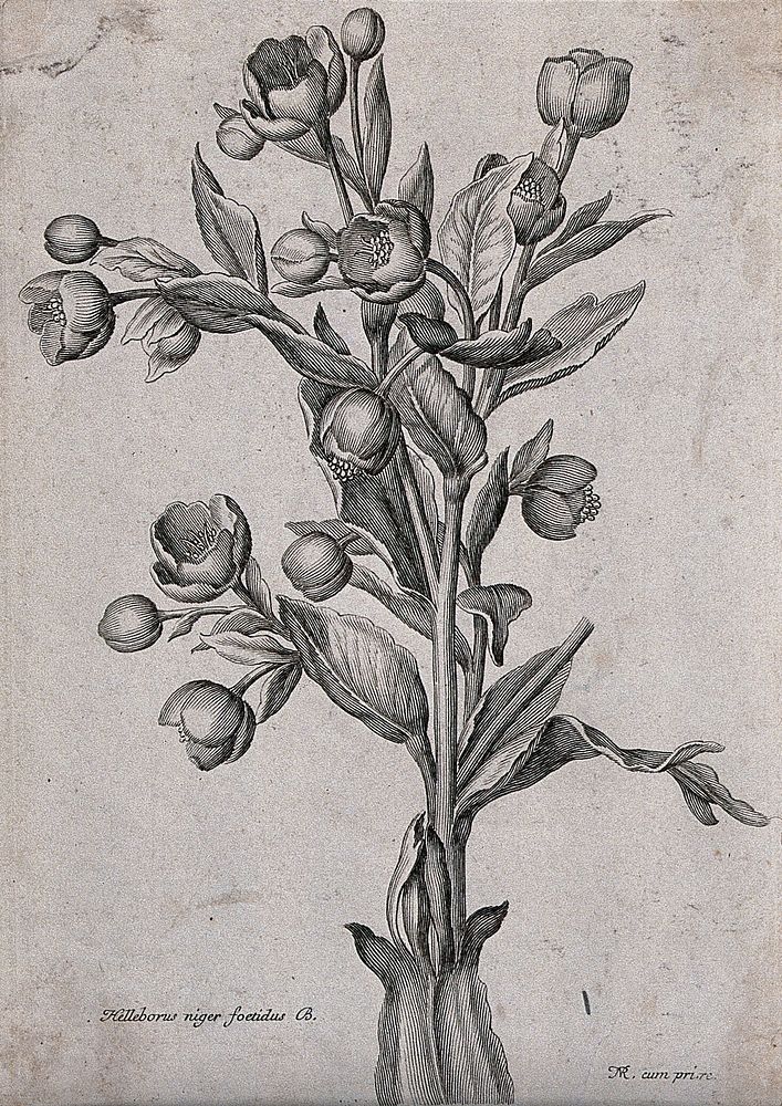 Stinking hellebore (Helleborus foetidus): flowering stem. Etching by N. Robert, c. 1660, after himself.