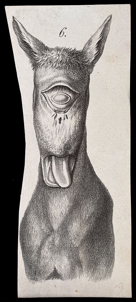Head of a donkey with a congenitally deformed head. Lithograph.