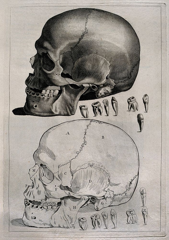 Human skull, with details showing the teeth: above, a tonal etching of the skull, below, an outline diagram. Etching by or…
