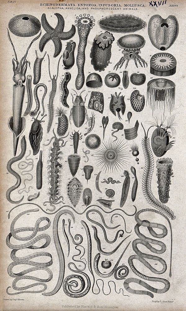 A table with 68 different echinodermata, entozoa, infusoria and mollusca. Engraving by R. Scott after Captain T. Brown.