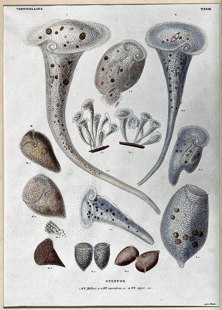 Microscopy: parts of a [water] plant. Coloured lithograph, 1838, after D.C.G. Ehrenberg.