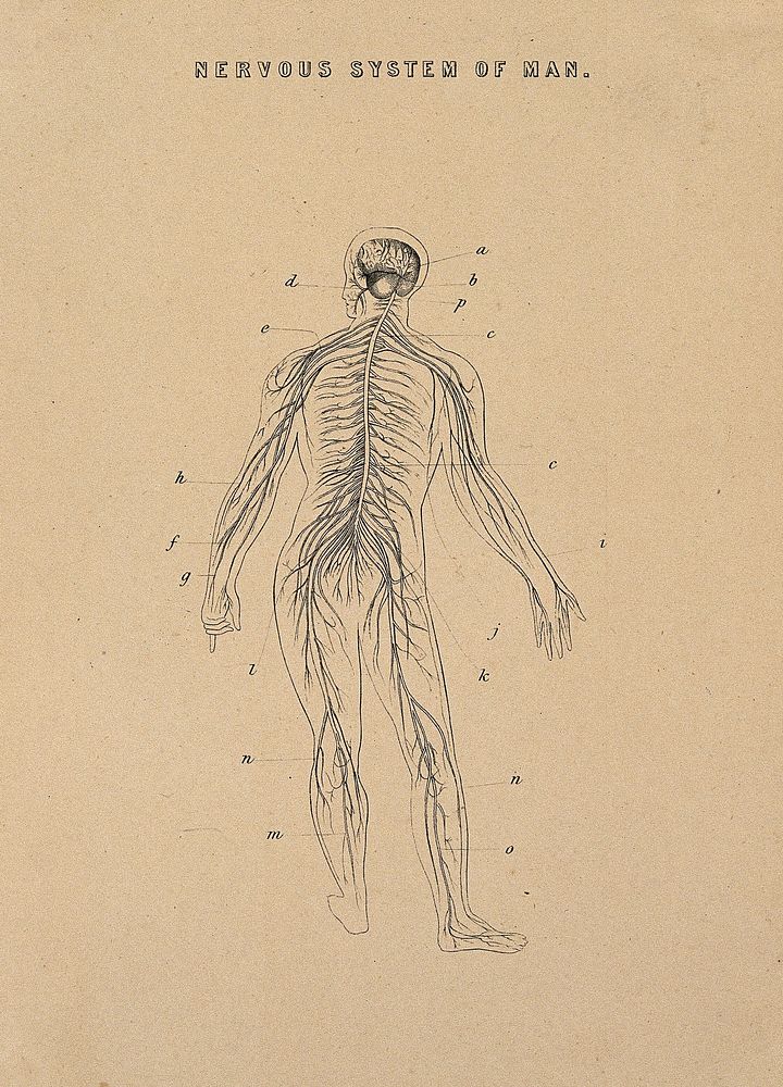 The nervous system: illustration of a human figure seen from behind, showing the brain and the nerves of the body. Line…