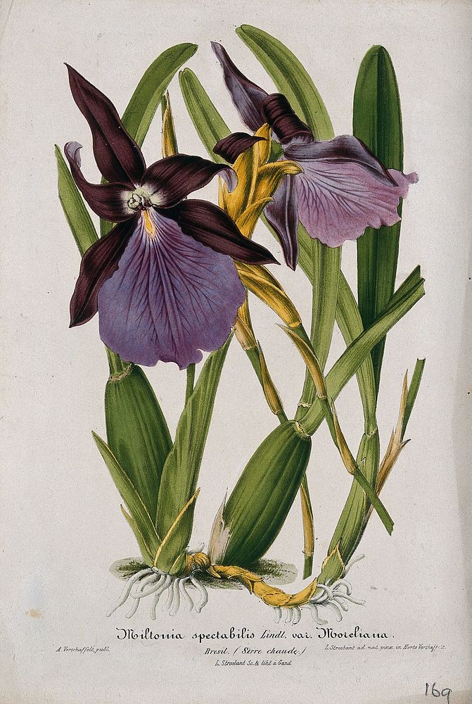 A tropical orchid (Miltonia spectabilis var. Moreliana): flowering plant. Chromolithograph by L. Stroobant, c. 1863, after…