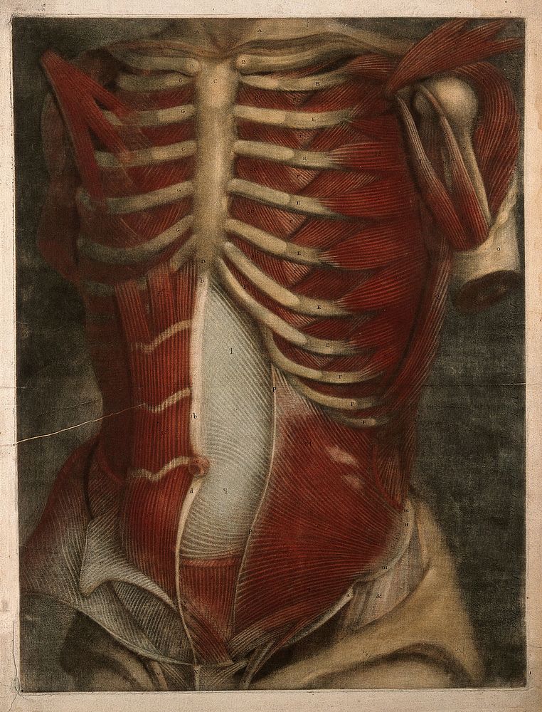 Muscles of the thorax and abdomen, with the bones of the ribcage, clavicle and upper arm: écorchés figure. Colour mezzotint…