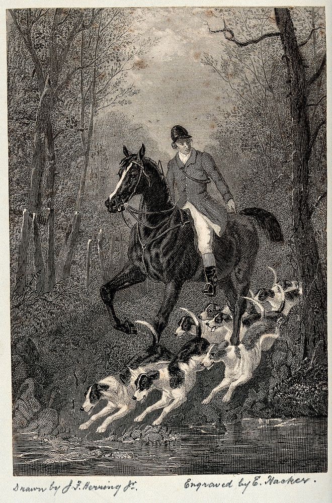 A mounted huntsmen follows his hounds to a small stream in a wood. Etching by E. Hacker after J. F. Herring.