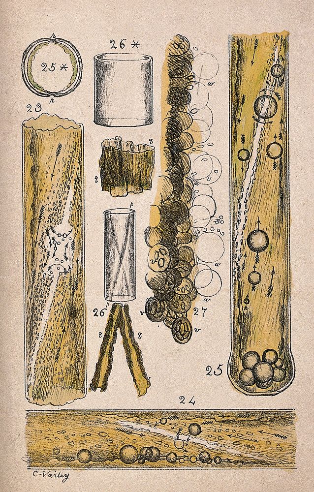 Microscope drawings of plant cells in glass tubes. Coloured lithograph by C. Varley, c.1834.