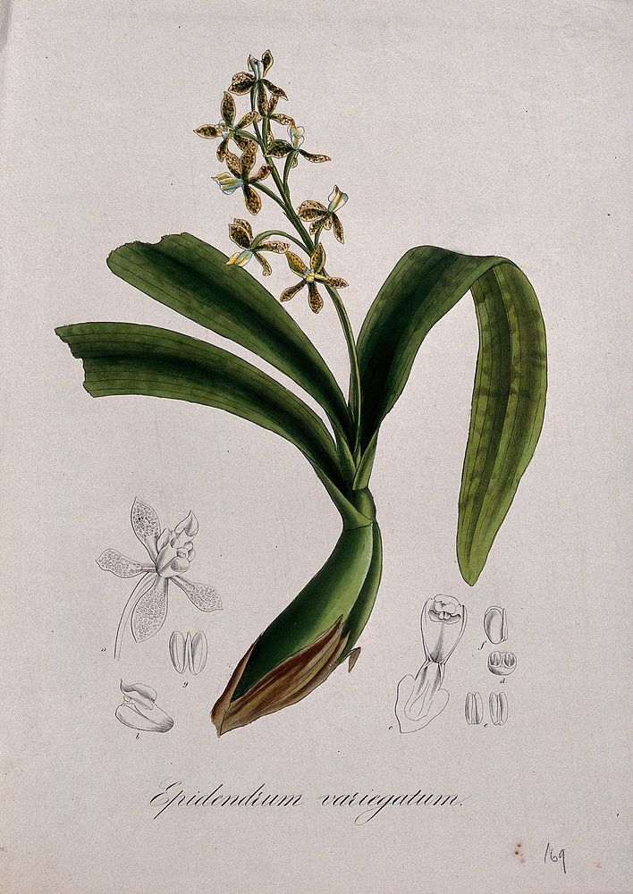 A tropical orchid (Epidendrum variegatum): flowering stem and floral segments. Coloured lithograph.