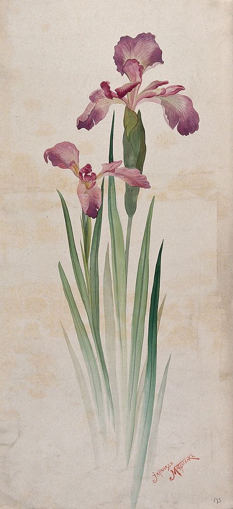 Japanese matsuzaki iris (Iris kaempferi cv.): mauve flowers and leaves. Watercolour.