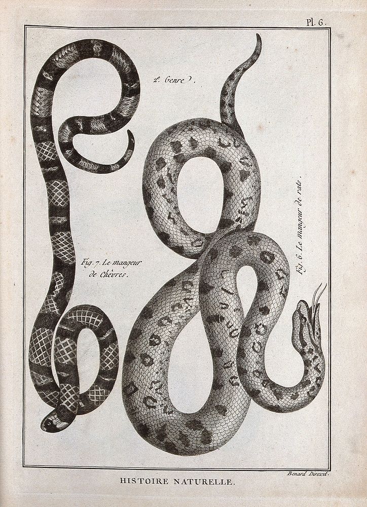 Two snakes of the boa family: a rat-eating snake and goat-eating snake. Engraving, ca. 1778.