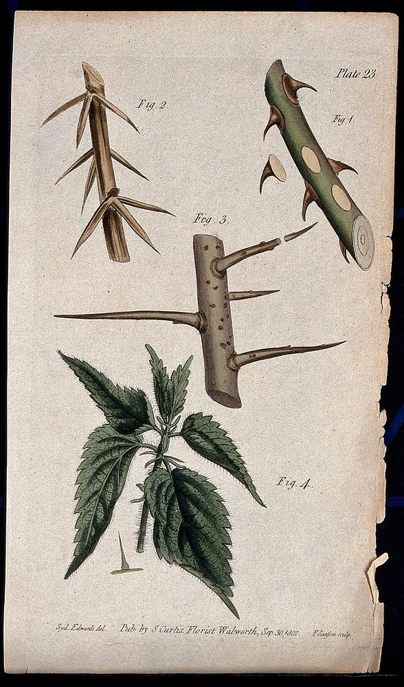 Four examples of thorny or hairy plant stems: a rose, barberry, plum and stinging nettle. Coloured etching by F. Sansom, c.…