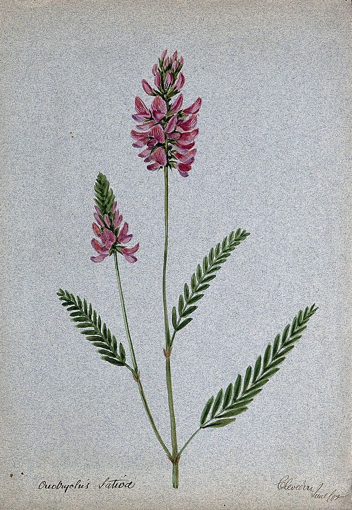 A plant (Onobrychis sativa) related to holy clover): flowering stem. Watercolour, 1902.