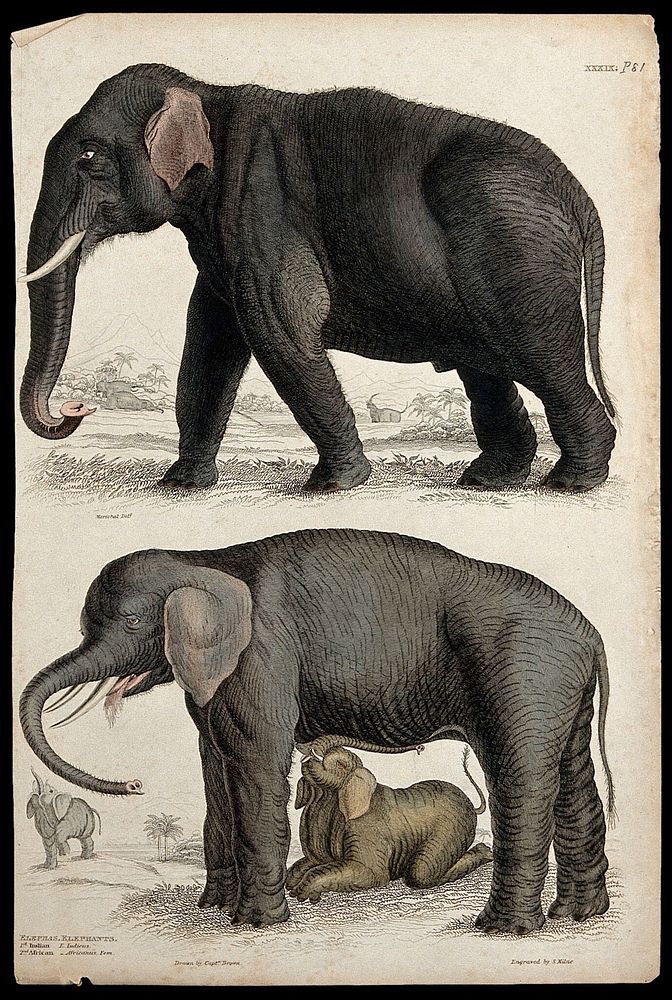 Above, an Indian elephant; below, an African elephant cow suckled by its young. Coloured etching by S. Milne after Captain…