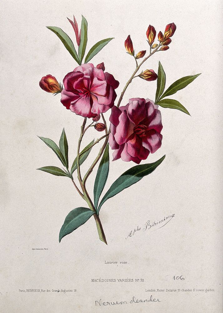 An oleander plant (Nerium oleander): flowering stem. Coloured lithograph, c. 1850, after A. Bétrérnieux .