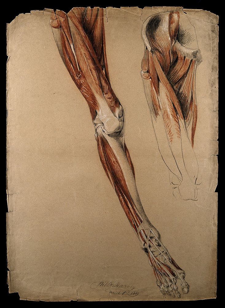 Bones, muscles and tendons of the pelvis, leg and foot: two details of an écorché figure. Red chalk and pencil drawing, with…