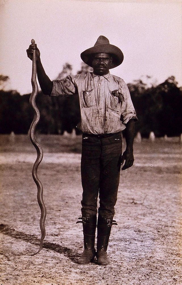 A snake (Pseudechis australis): held up beneath its head by an Aboriginal man, to demonstrate their similar height…