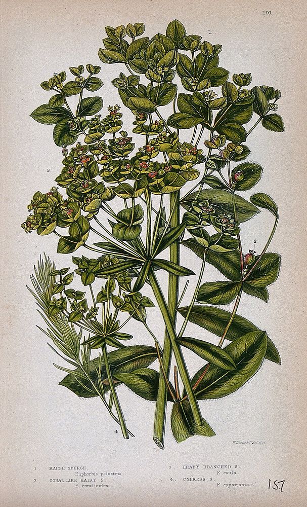 Four flowering plants, all types of spurge (Euphorbia species). Chromolithograph by W. Dickes & co., c. 1855.