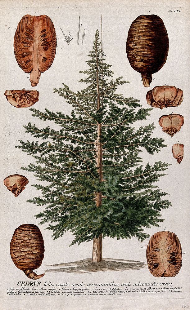 Cedar (Cedrus sp.): tree with separate segments of cones and leaves. Coloured engraving by J.J. or J.E. Haid, c.1750, after…