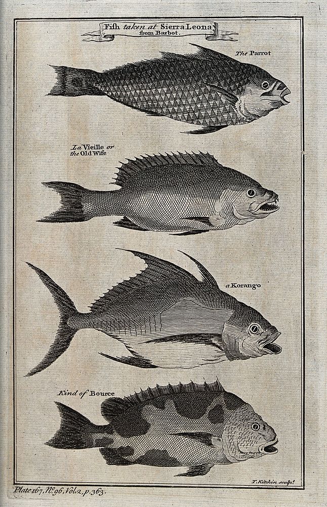 A variety of fish from Sierra Leone, including a parrot-fish. Etching by T. Kitchen.