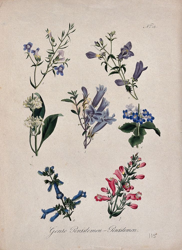 Seven flowering plants, all species of the genus Penstemon. Coloured lithograph.