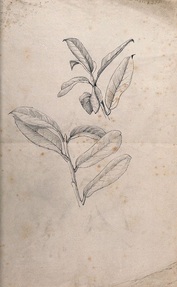 Leaves of a plant. Pencil drawing by J. Mongrédien, ca. 1880.