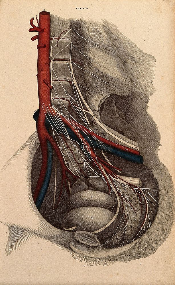 Abdominal cavity: dissection, with blood-vessels and nerves indicated in red and blue. Coloured line engraving by W.H.…