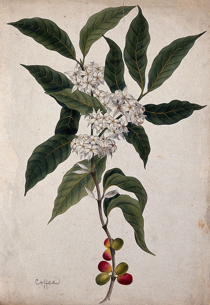 Coffee plant (Coffea arabica): flowering and fruiting stem. Watercolour.