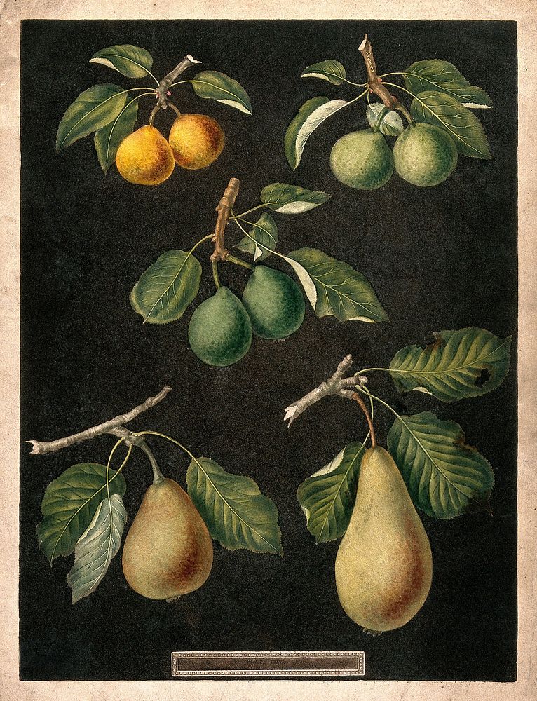 A collection of pears (Pyrus species). Colour and coloured engraving, c. 1817, after G. Brookshaw.