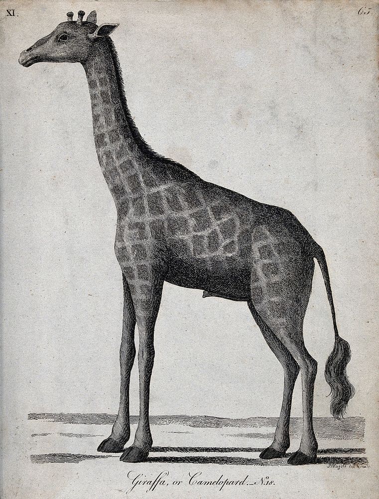 A giraffe. Etching by P. Mazell.