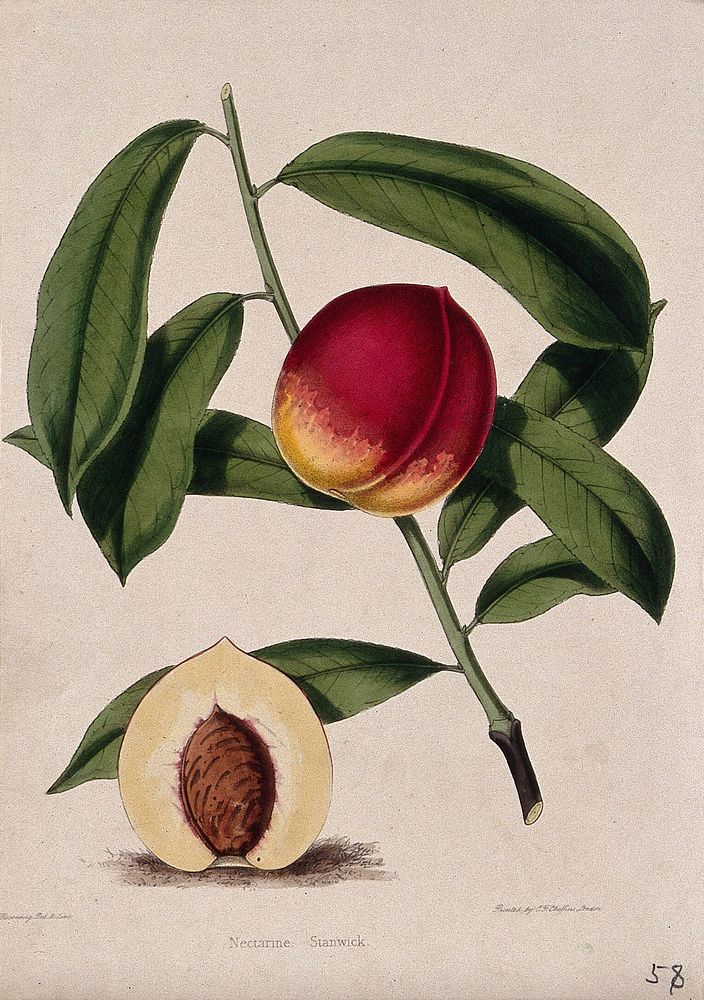 A nectarine (Prunus persica var. nectarina): fruiting stem and section of fruit. Coloured zincograph by C. Rosenberg, c.…