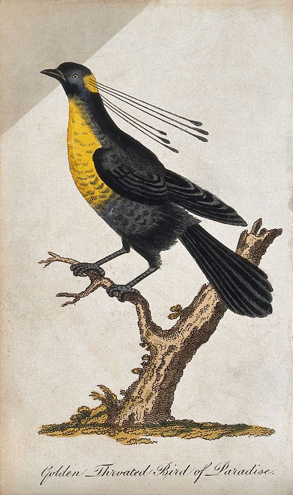 A golden throated bird of paradise sitting on a branch of a tree. Coloured etching.