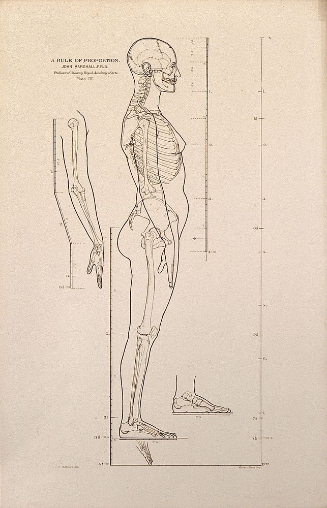 Standing female figure, side view, with scales of proportion: illustration shows the skeleton and outline of the body and…