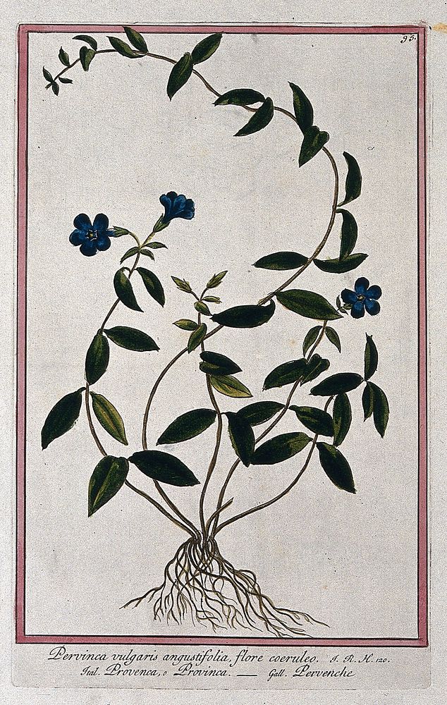 Periwinkle (Vinca sp.): entire flowering plant. Coloured etching by M. Bouchard, 1772.