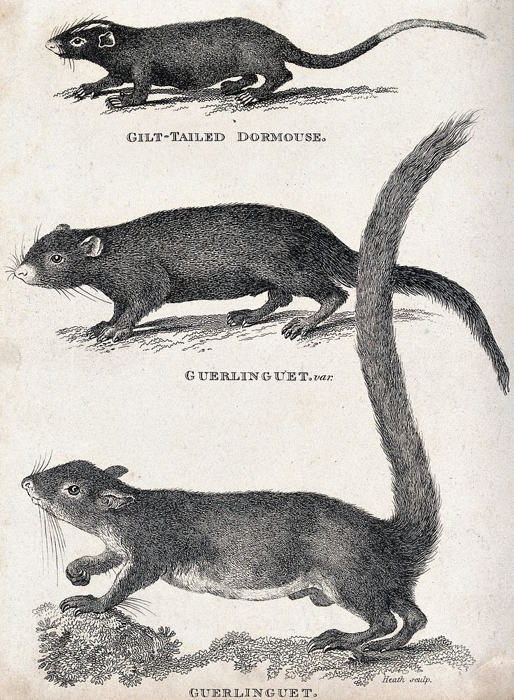 Above, a gilt-tailed dormouse; below, two guerlinguets. Etching by Heath.