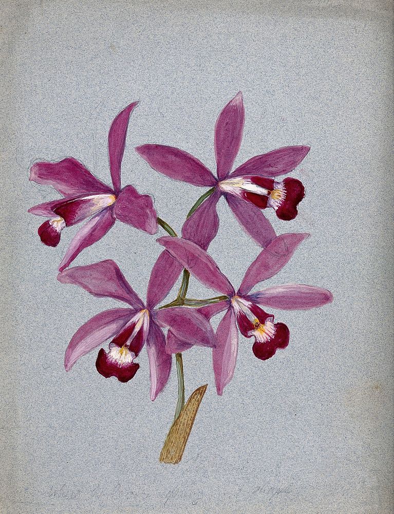 An orchid (Laelia anceps): flowering stem. Watercolour.